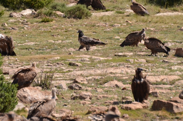 Bearded vulture strutting around at the back