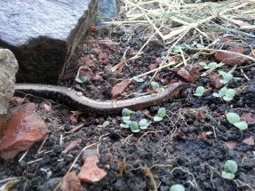 Slow worm in the lettuce patch