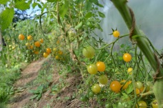 Tiny tomatoes - millefleur