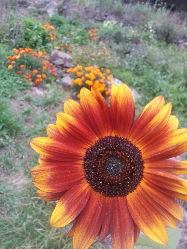 Velvet queen sunflower